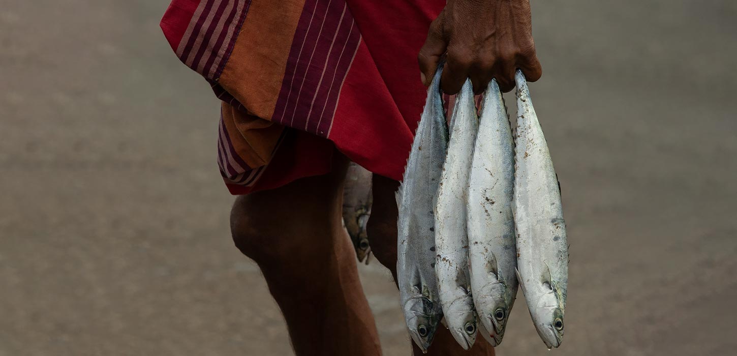 Dodanduwa Fisheries Harbour