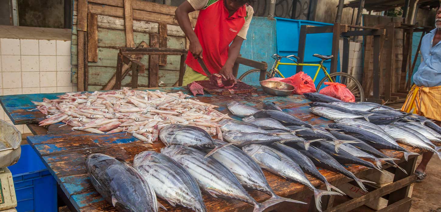 Dodanduwa Fisheries Harbour