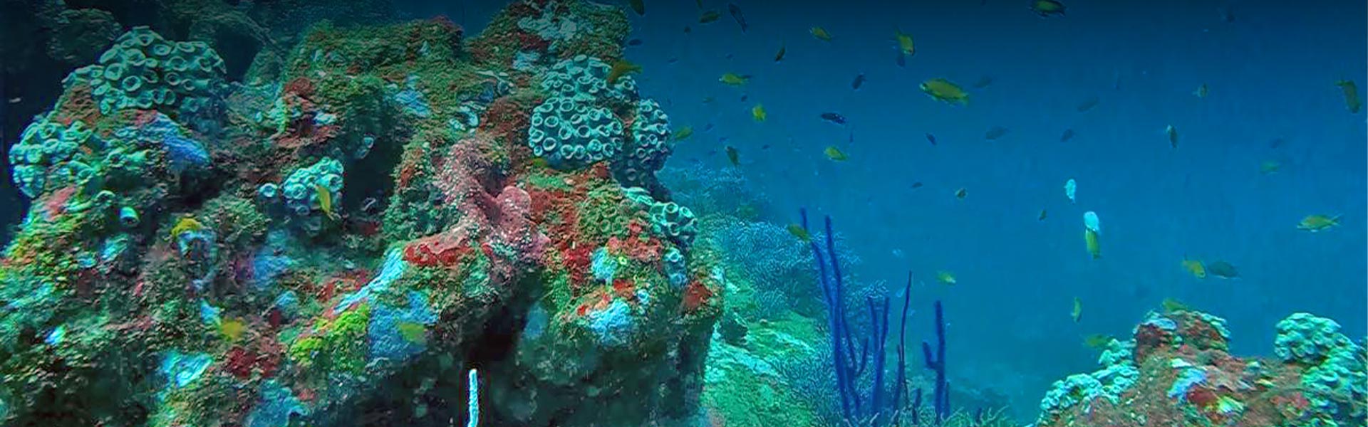 Hikkaduwa Coral Gardens