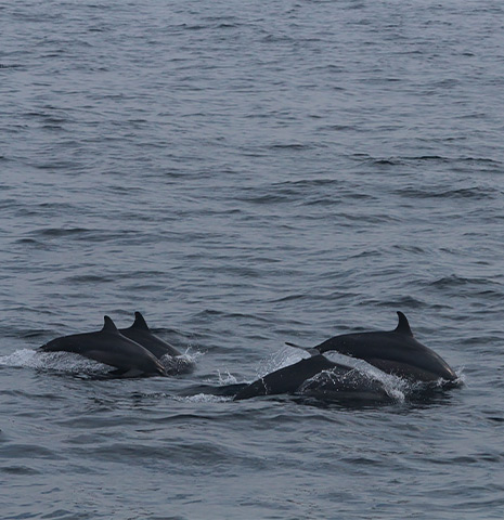 Mirissa Whale and Dolphin Watching